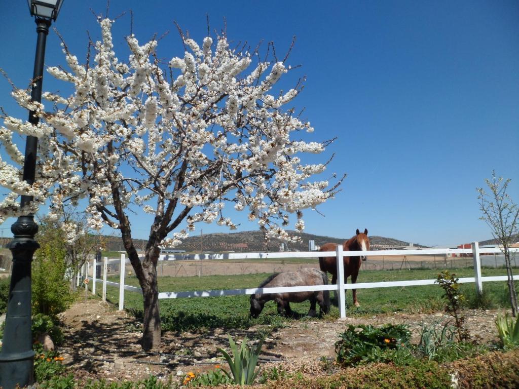 Los Laureles Casa Rural Urda Екстериор снимка